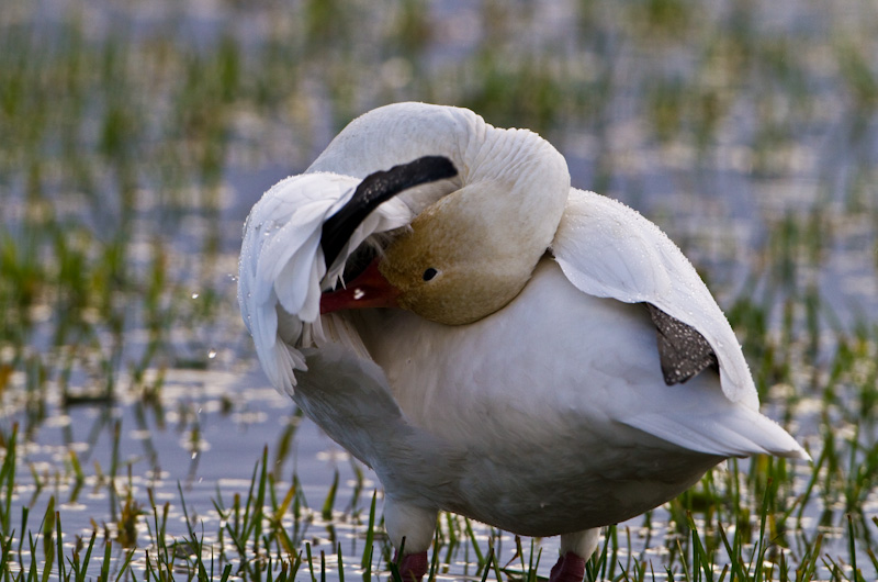 Snow Goose Preening